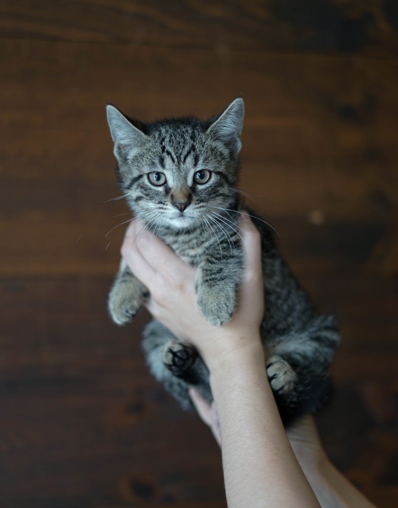 photo de Chaton domestique Marc (M)