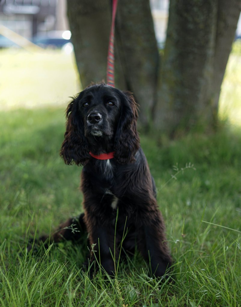 photo de Homer (M)