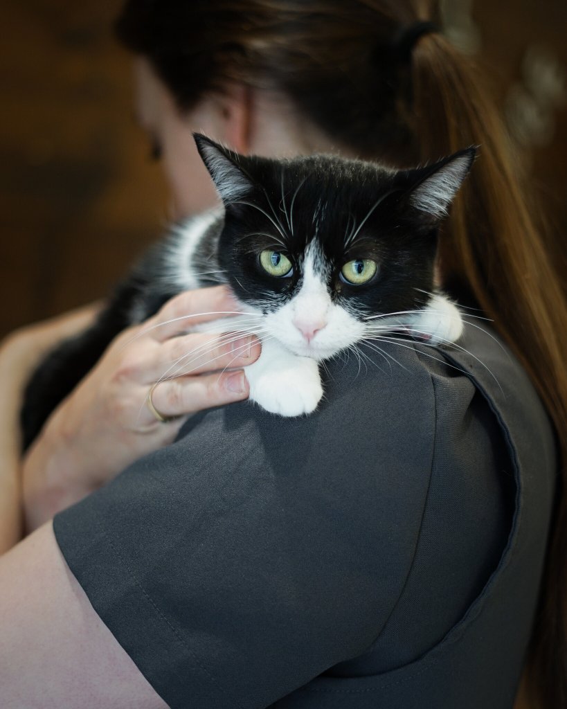 photo de Chat domestique Patatouille (F)