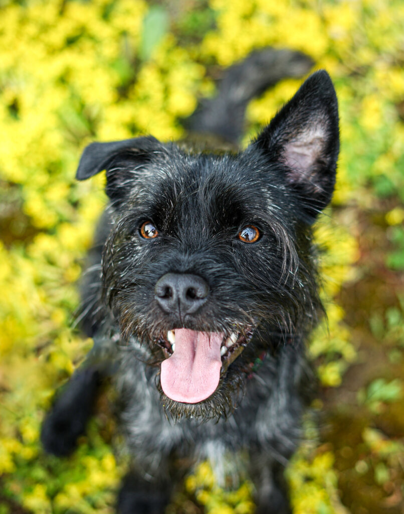 photo de Max Westie Croisé (M)