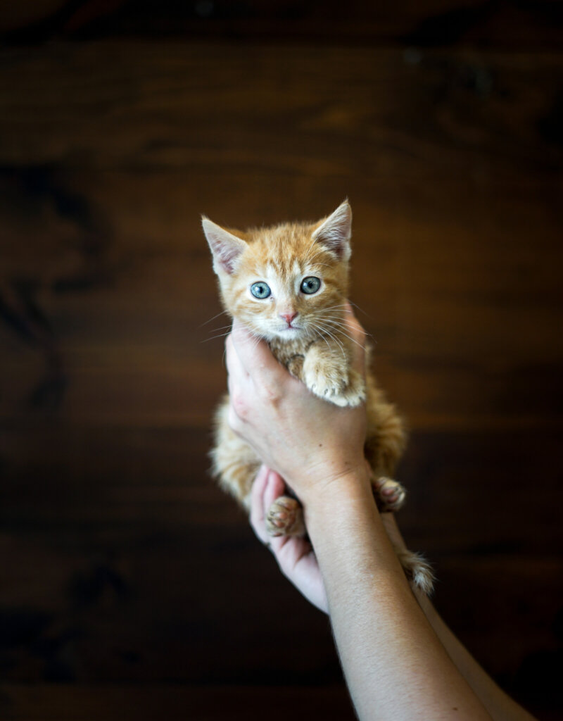 photo de Chaton domestique Raoul (M)