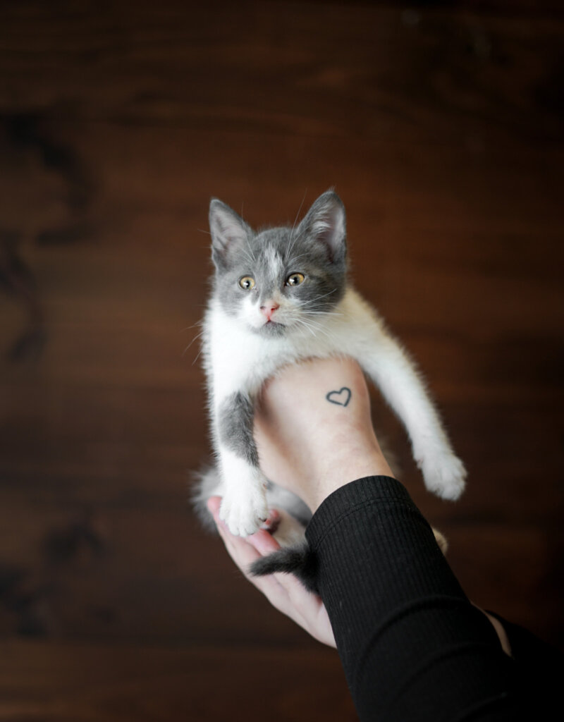 photo de Chaton domestique Paolo (M)