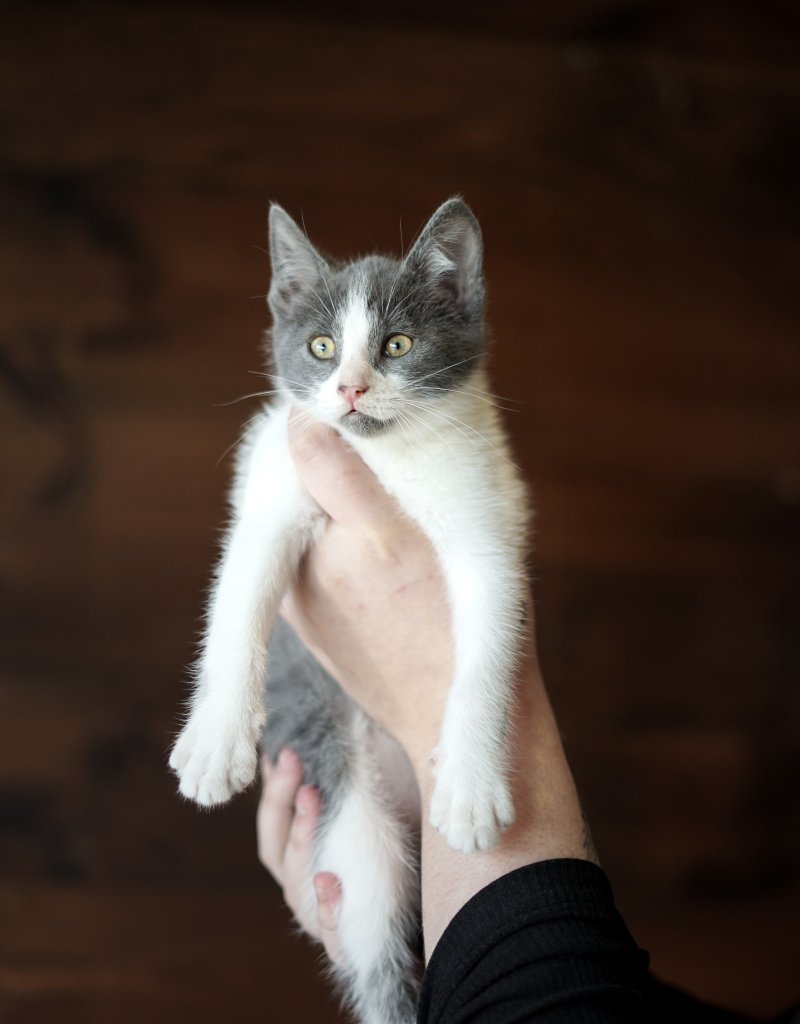 photo de Chaton domestique Lucia (F)
