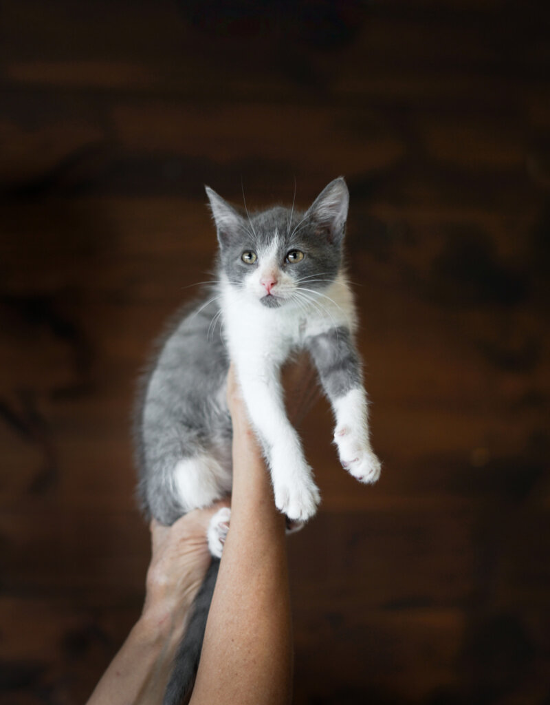 photo de Chaton domestique Antonio (M)