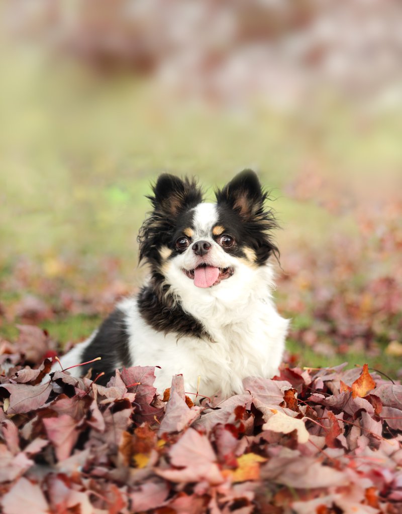 photo de Max Chihuahua papillon (M)