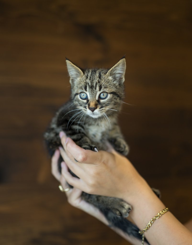 photo de Chaton domestique Colette (3)