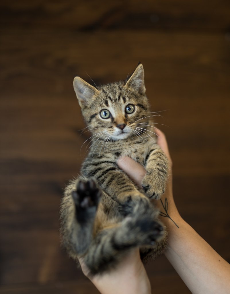 photo de Chaton domestique Jean (3)