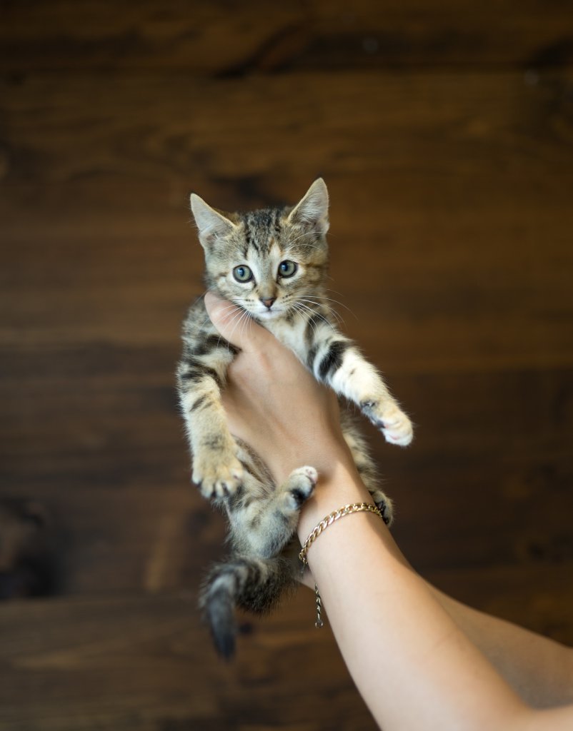 photo de Chaton domestique Éloise (4)