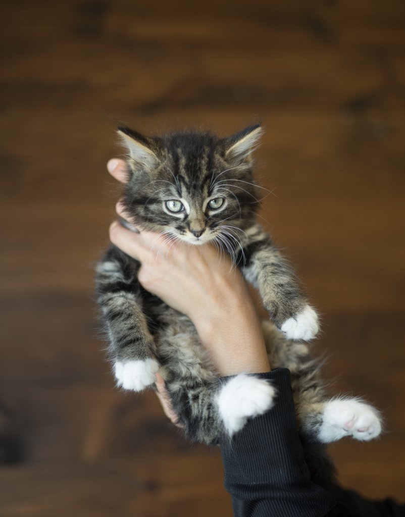 photo de Chaton poils longs avec bout de pattes blanches Marc-Antoine