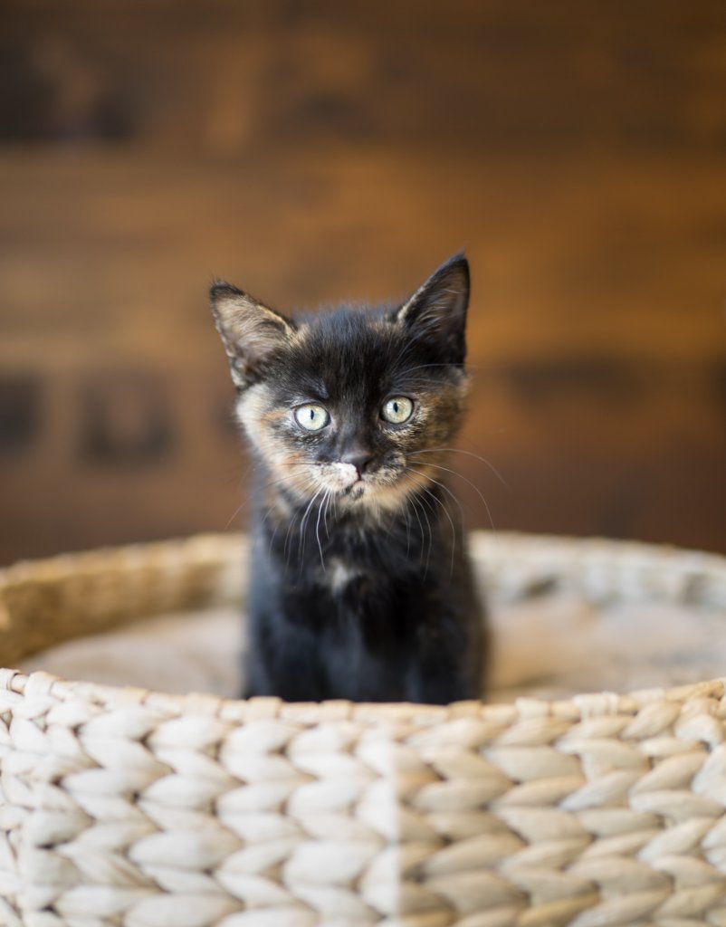photo de Chaton écaille de tortue vivianne