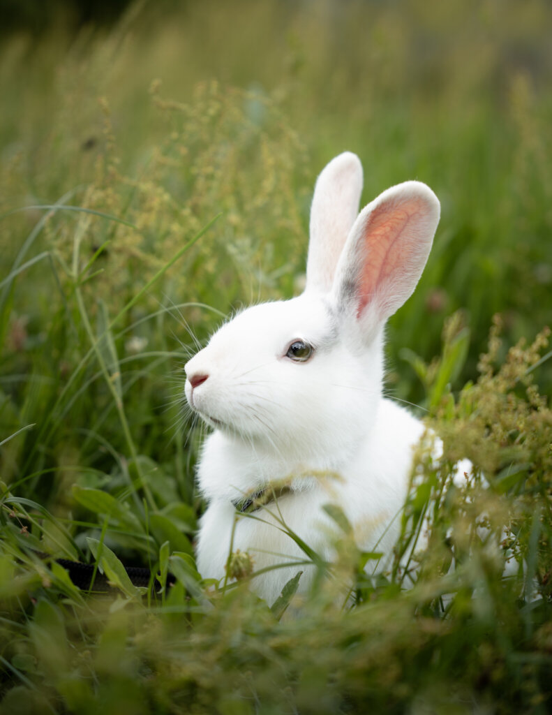photo de Zeus (lapin)