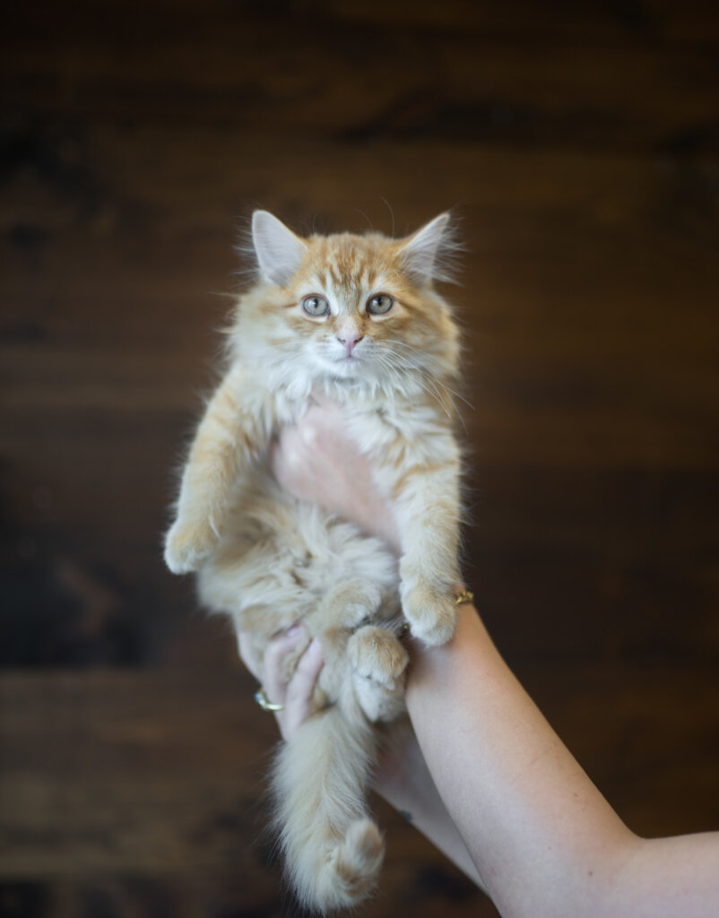 photo de Chaton domestique tabby roux, Gédéon (3)