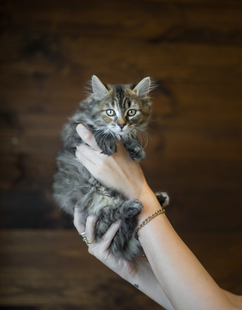 photo de Chaton domestique torby, Solange (3)