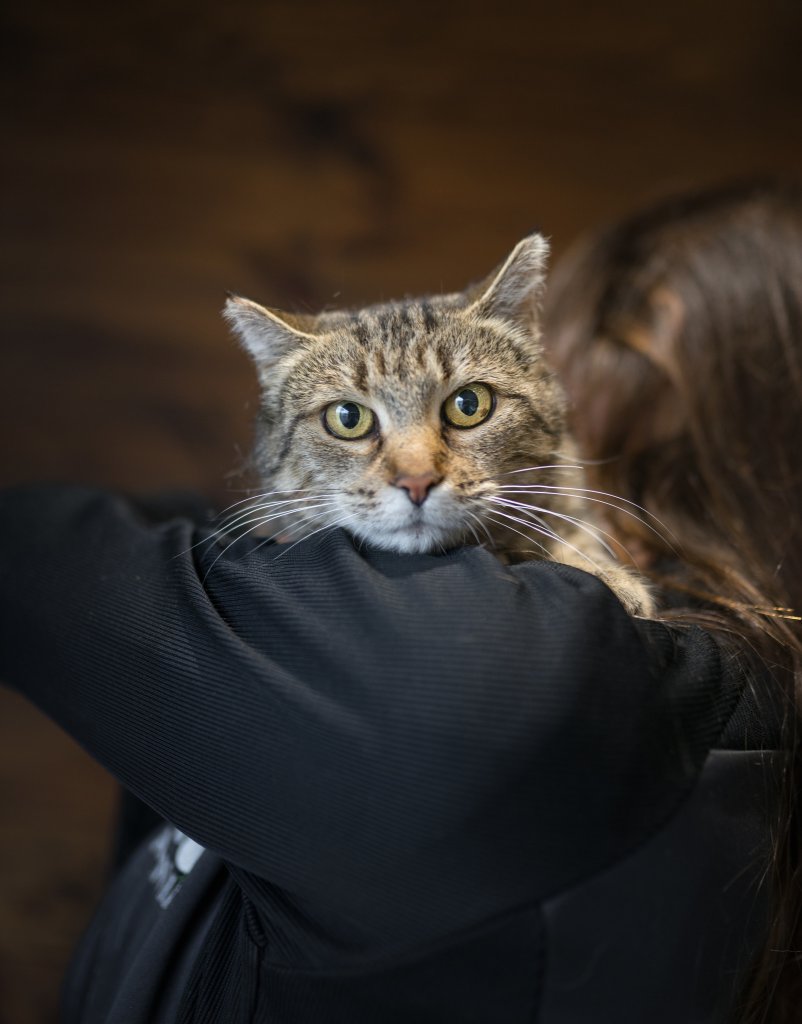 photo de Chatte Grizoune (adoption humanitaire)