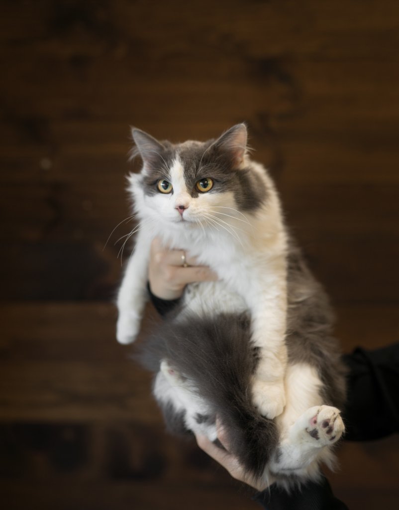 photo de Chaton domestique, Shakira