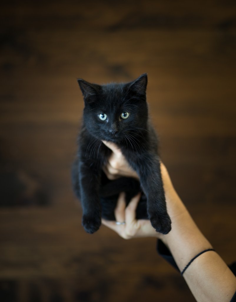 photo de Chaton domestique Dana