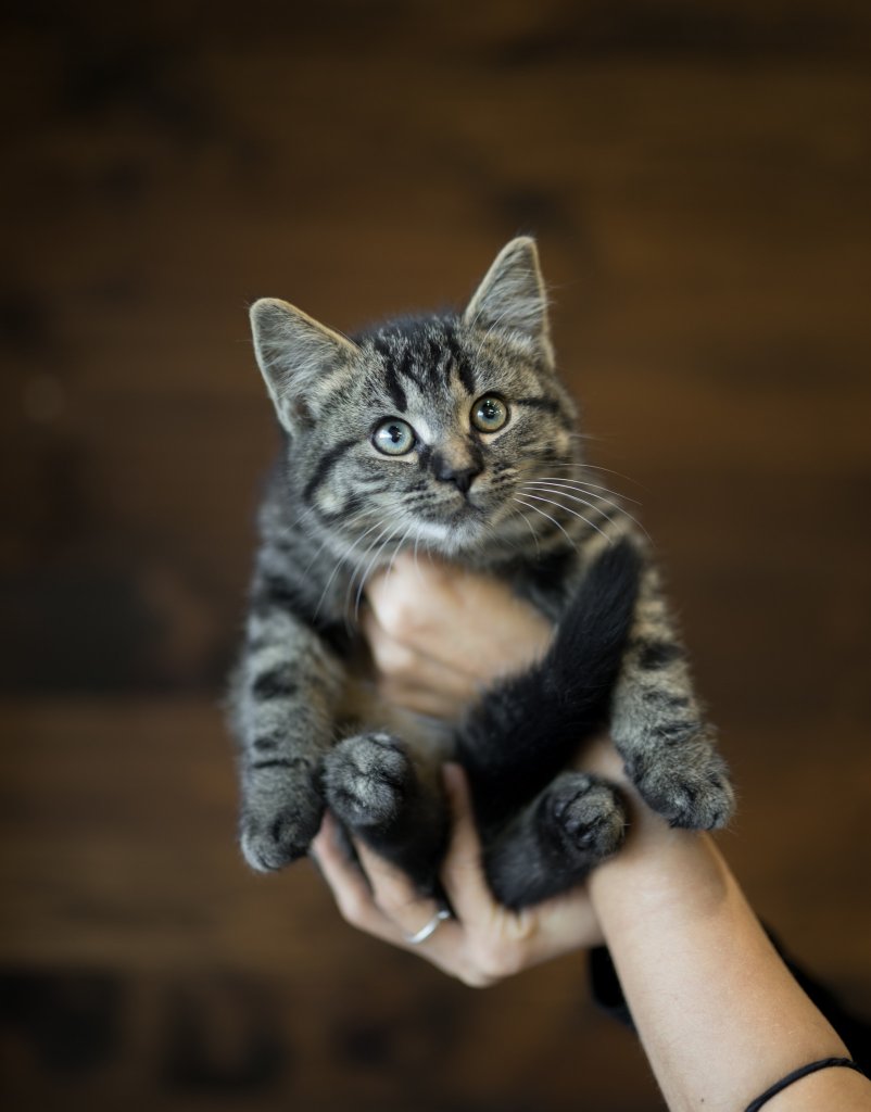 photo de Chaton domestique Charles