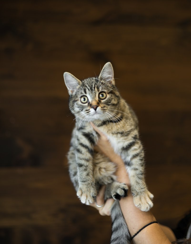 photo de Chaton domestique Mini