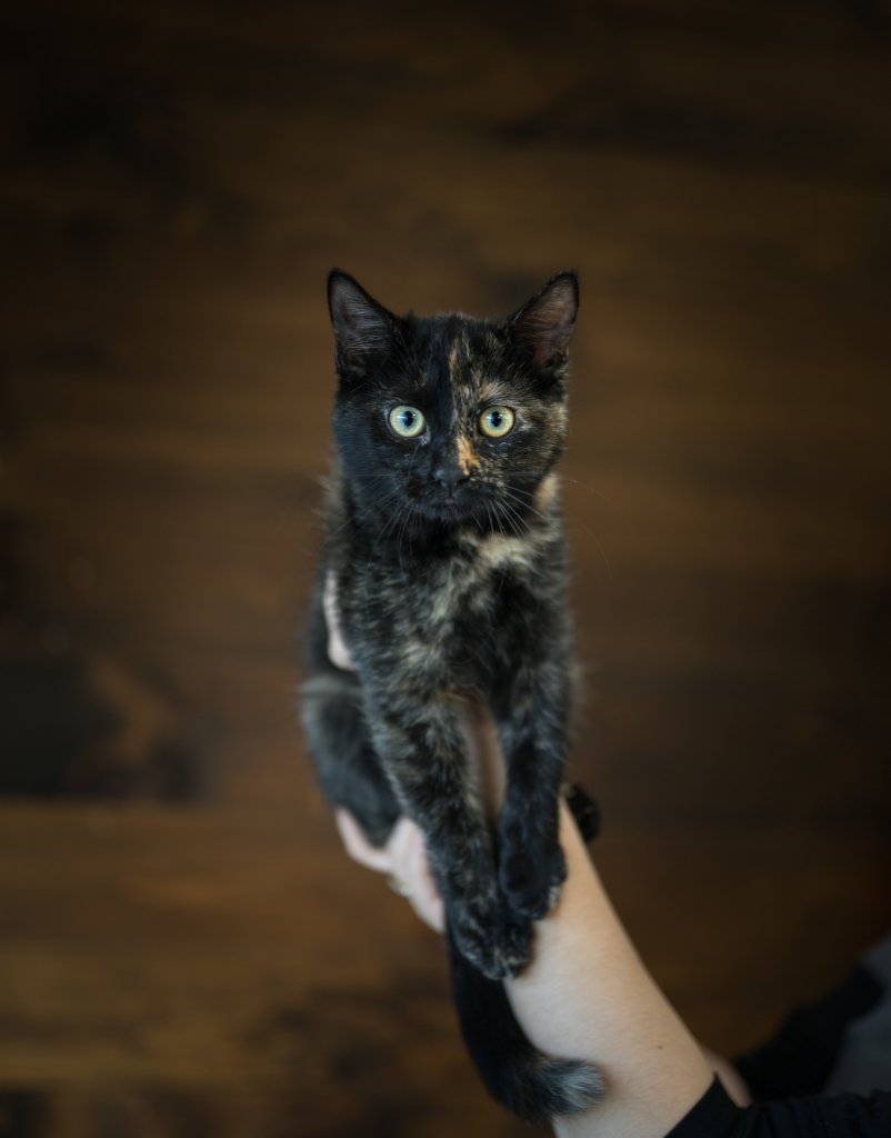 photo de Chaton domestique écaille de tortue, Brigitte