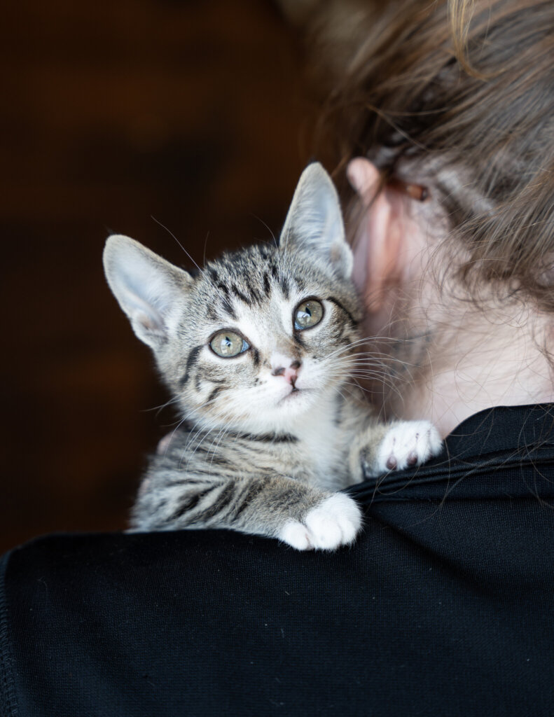 photo de PLUME (CHATON)