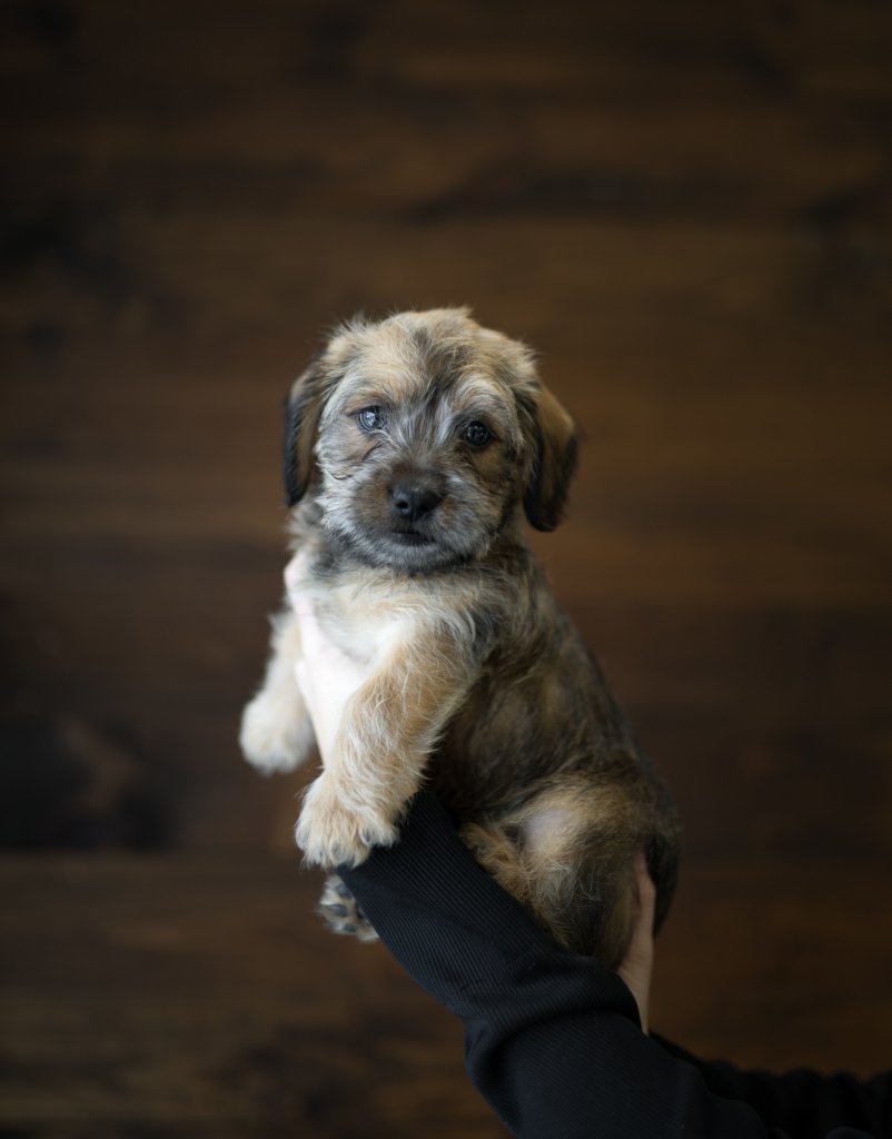 photo de Chiot teckel x shih tzu Marius (3)