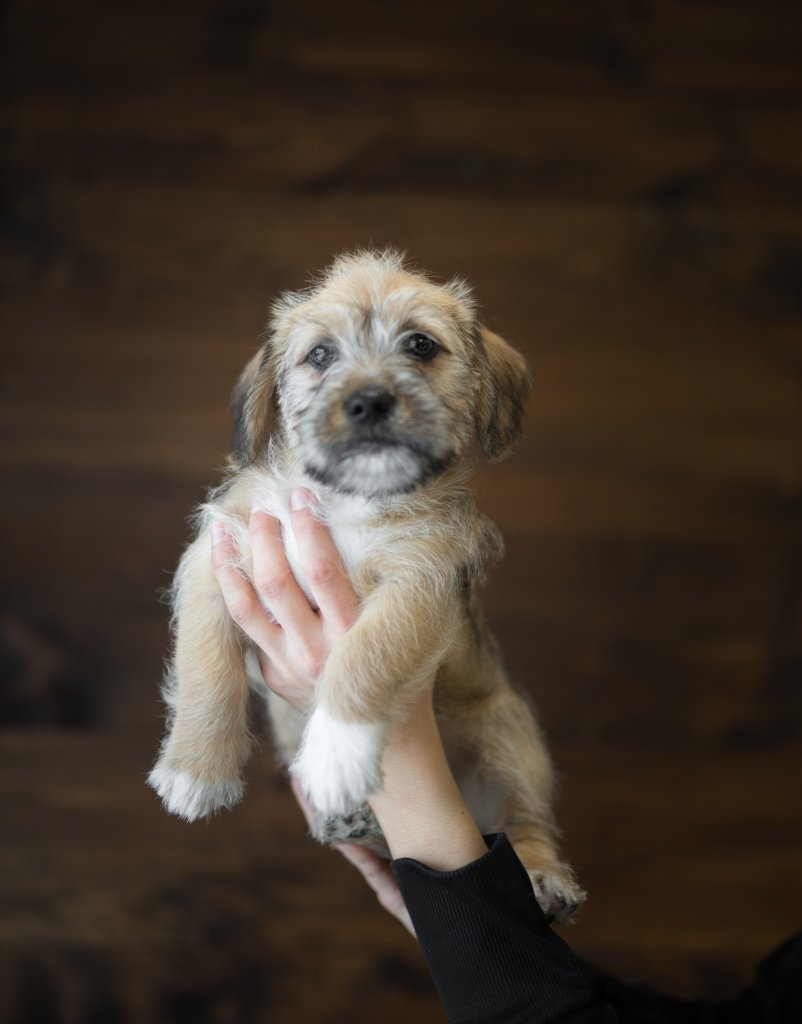 photo de Chiot teckel x shih tzu Tristan (3)