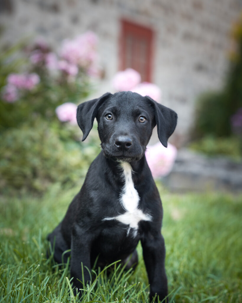 photo de SIRIUS