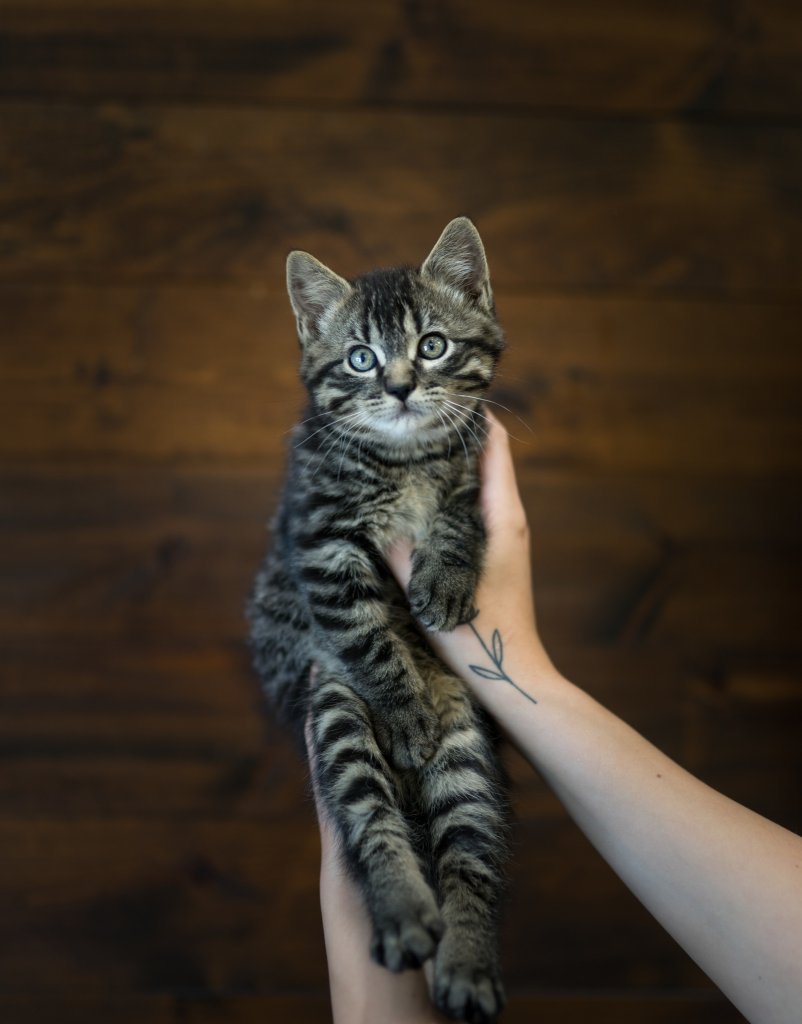 photo de Chaton domestique Eddie (M)