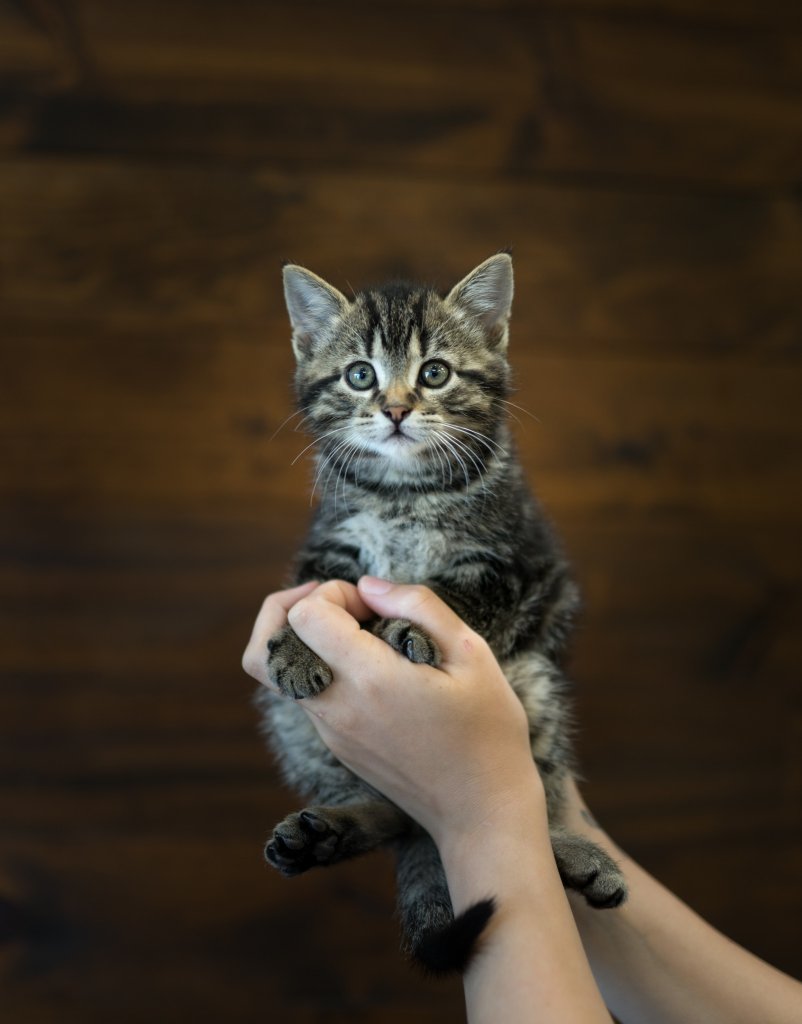 photo de Chaton domestique Steve (M)