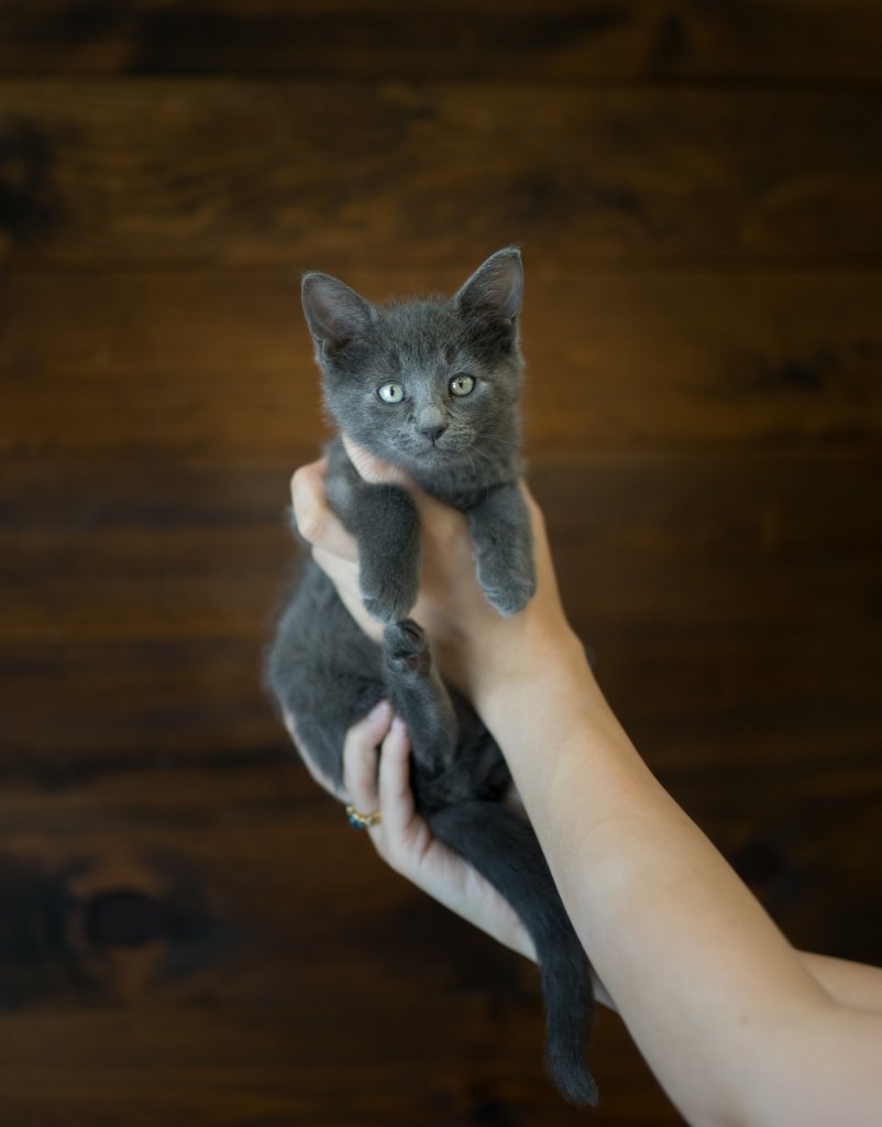 photo de Chaton domestique Jim (M)