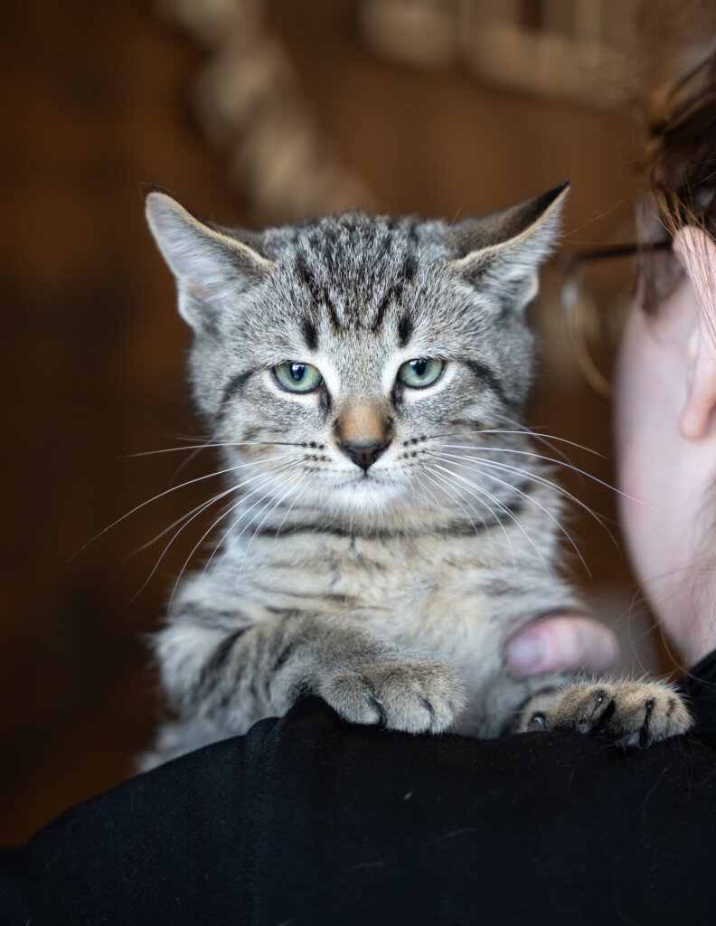 photo de WILSON (Chat)