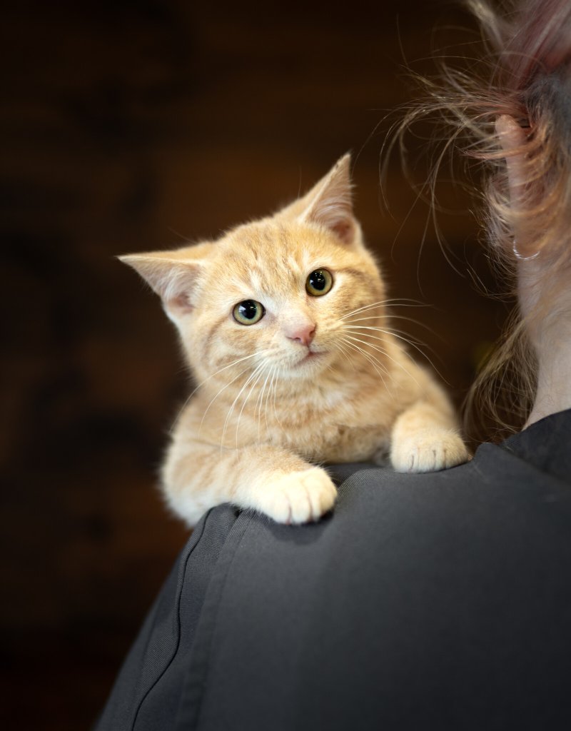 photo de Chaton domestique Mickaël (M)