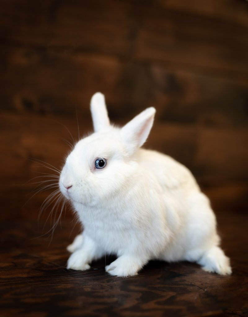 photo de Lapin rescapé Zucchini