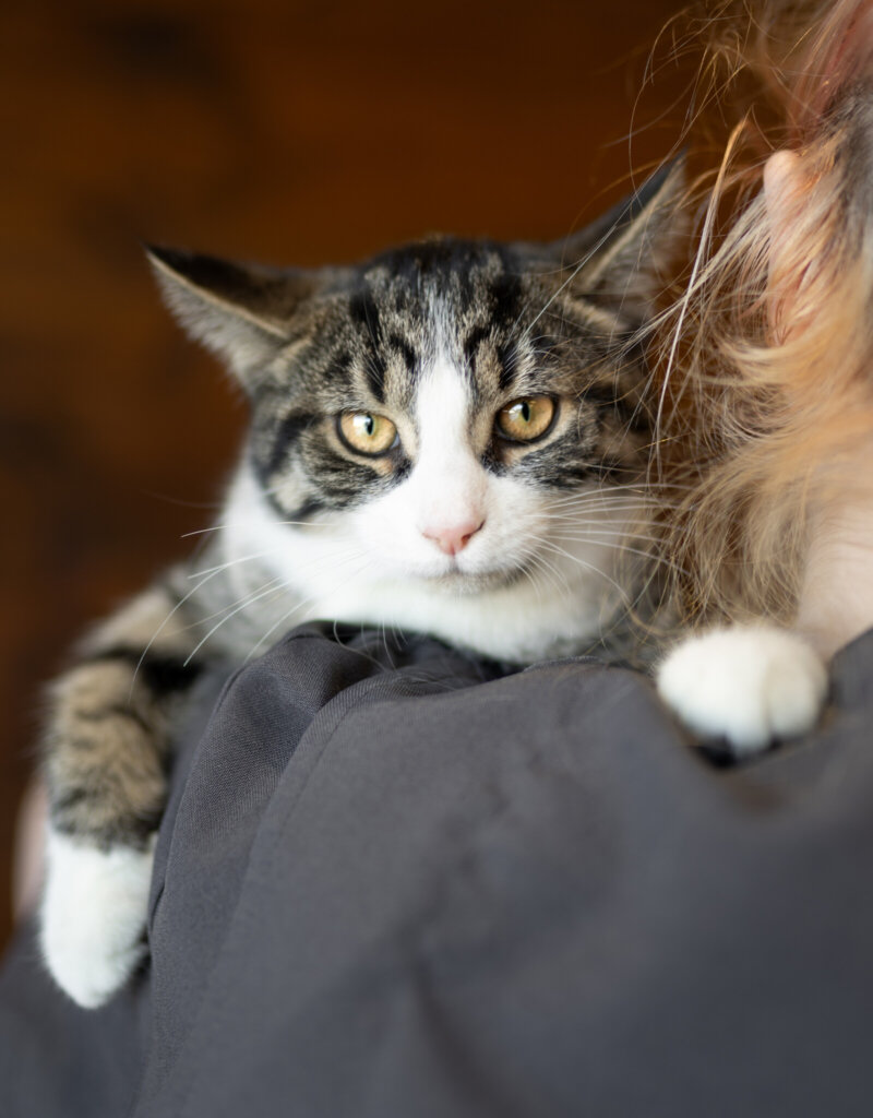 photo de Chaton domestique Tima (F)
