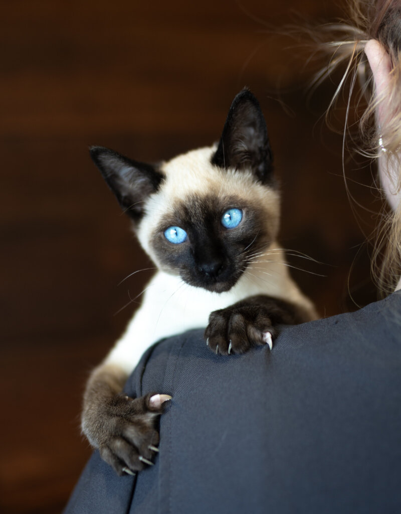 photo de Chaton domestique Moka (M)