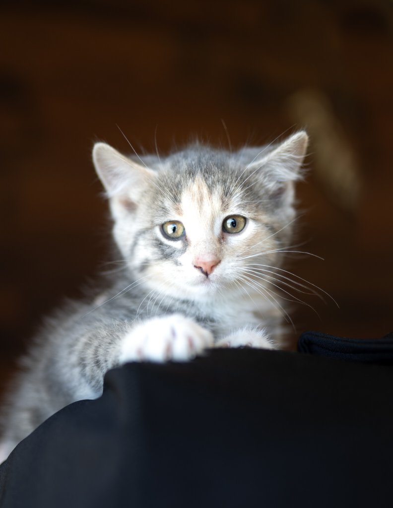 photo de Kyaraa (F)