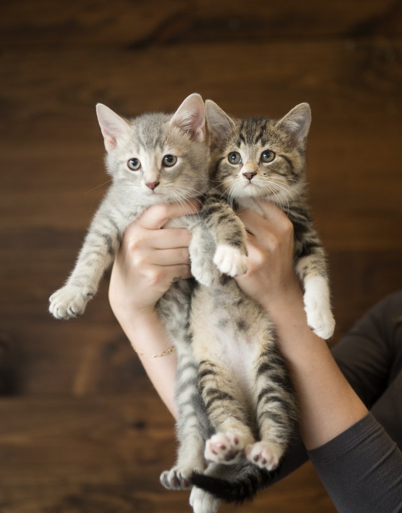 photo de Chaton domestique Tabby gris pâle et Tabby brun et blanc (2)