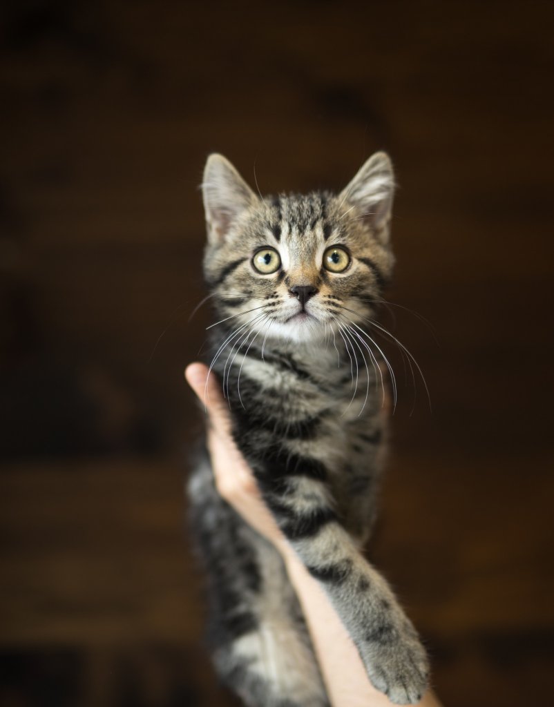photo de Chaton domestique Tabby brun (M.S)