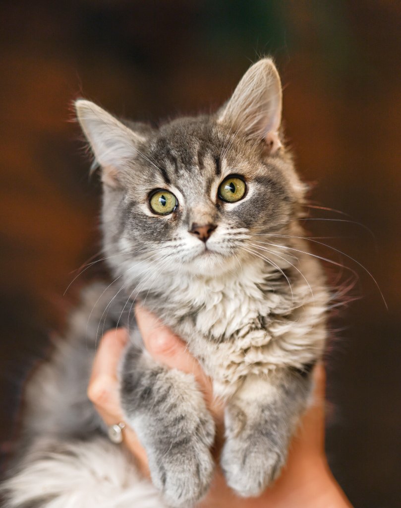 photo de Chaton domestique Élodie (F)