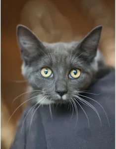 photo de GRIBOUILLE