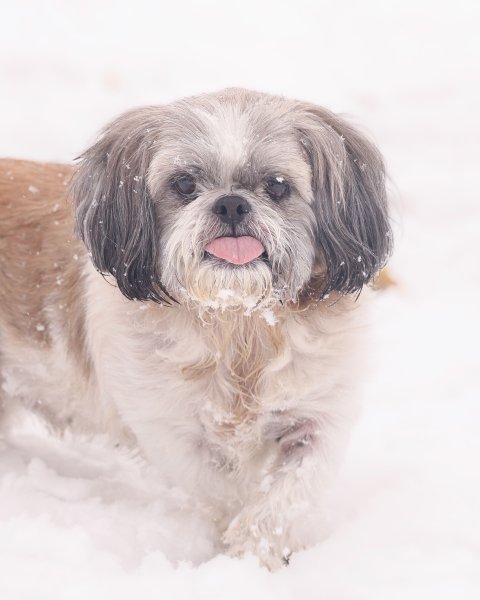 photo de Hatchi (M)