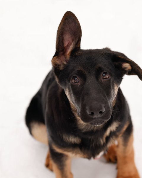 photo de Kovu  chiot (M)