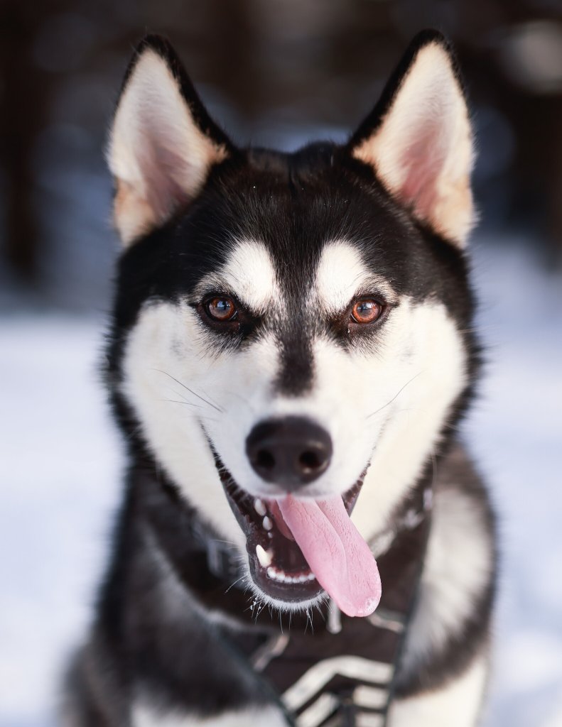 photo de Rosky – Husky (M)