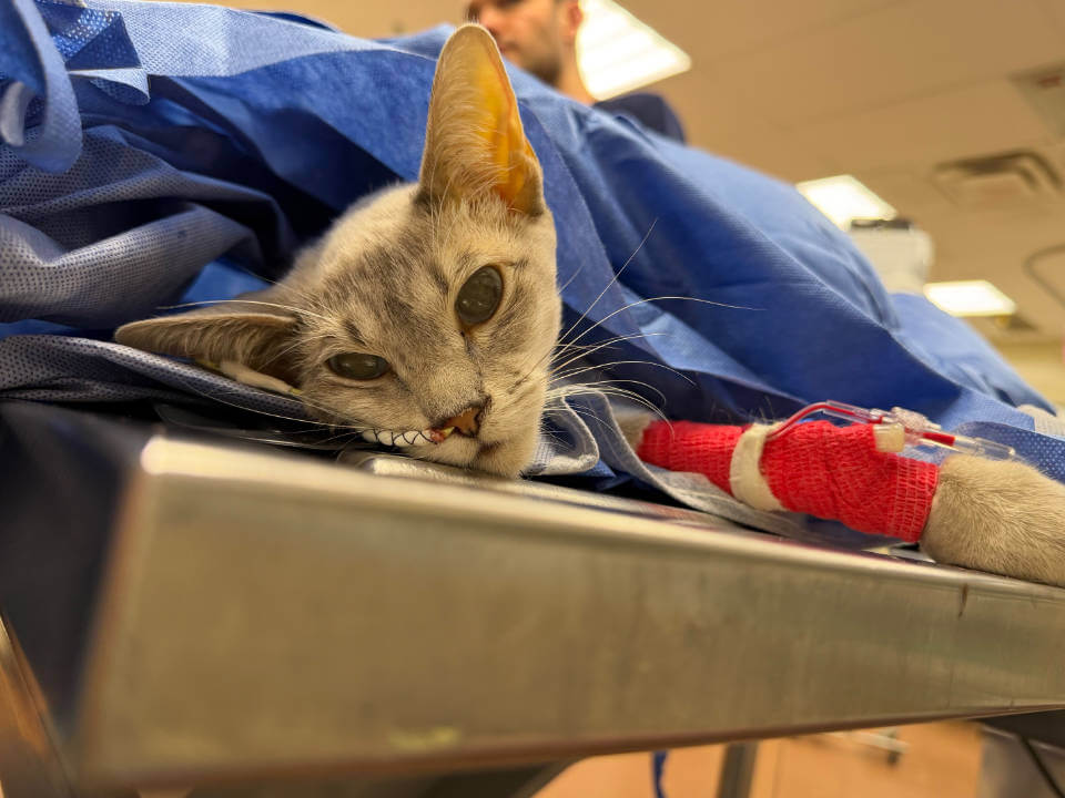 Chat recevant des soins
