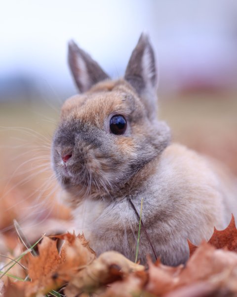 photo de CHOU-FLEUR