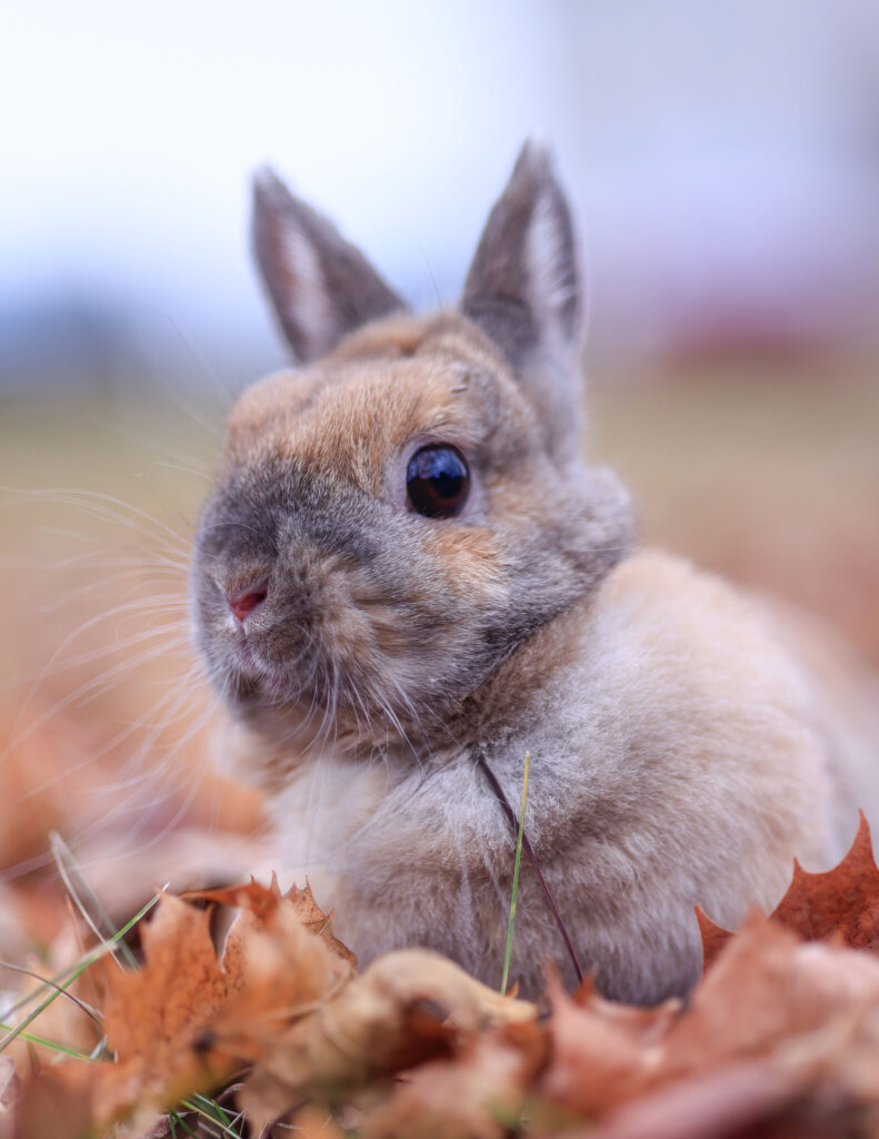 photo de CHOU-FLEUR