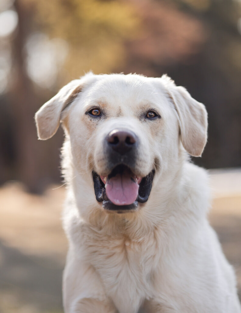 photo de MAX (ADOPTION HUMANITAIRE)