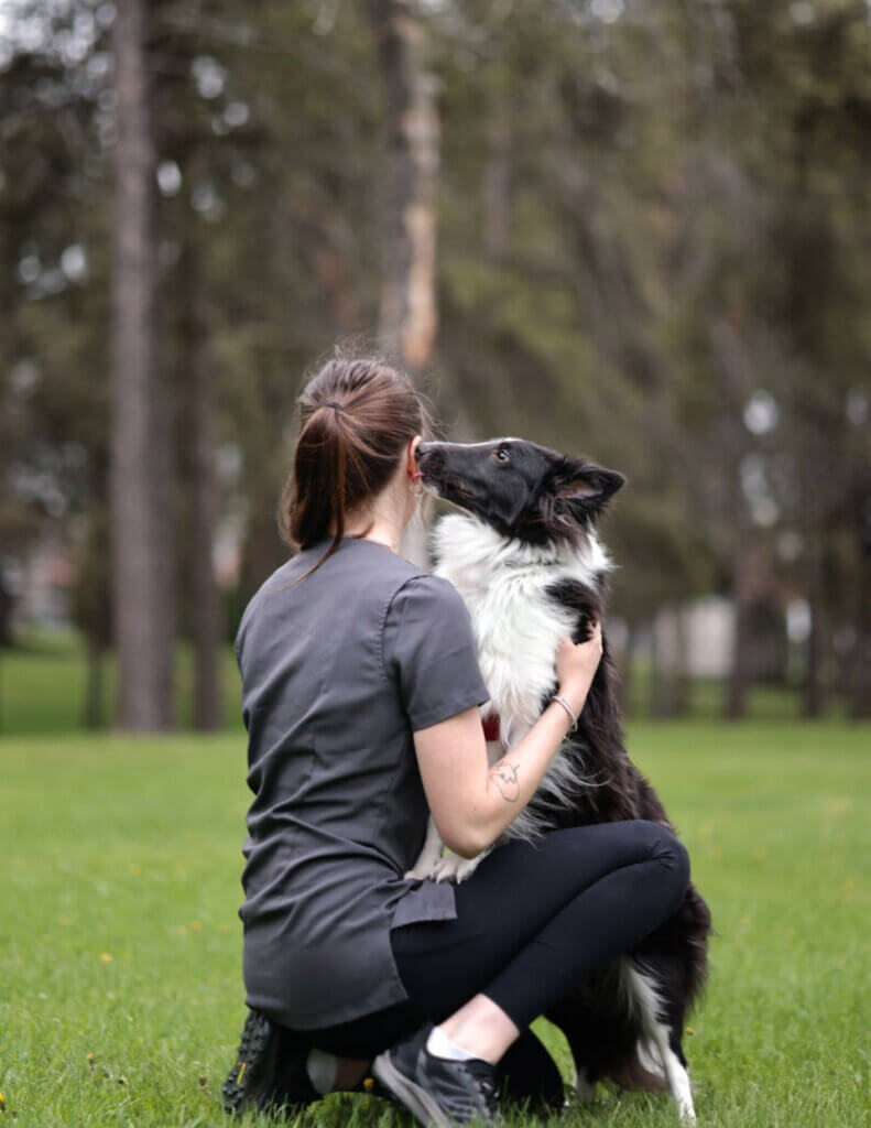 Chien en mode dressage