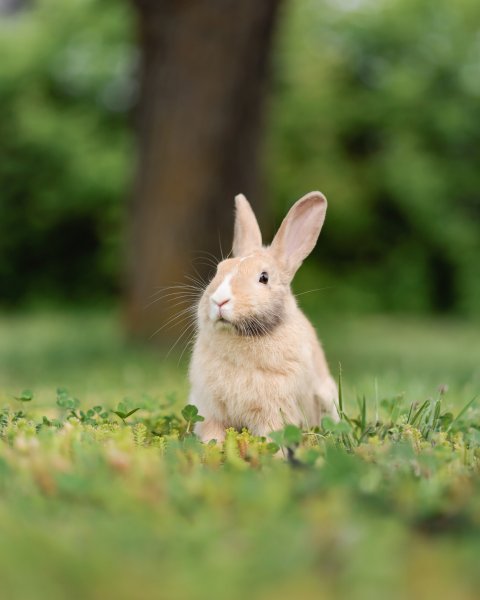 photo de LINT