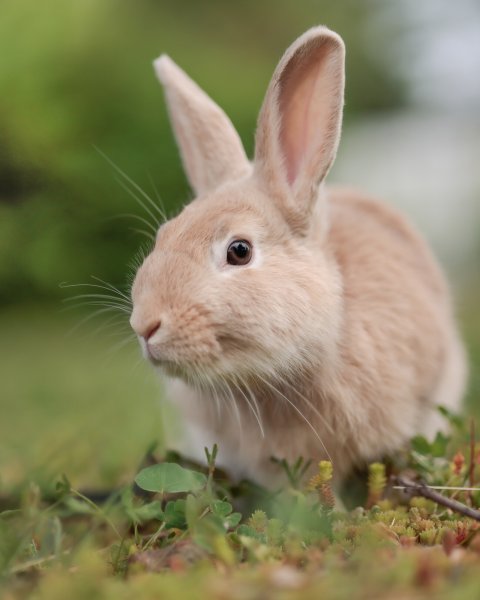 photo de PETA